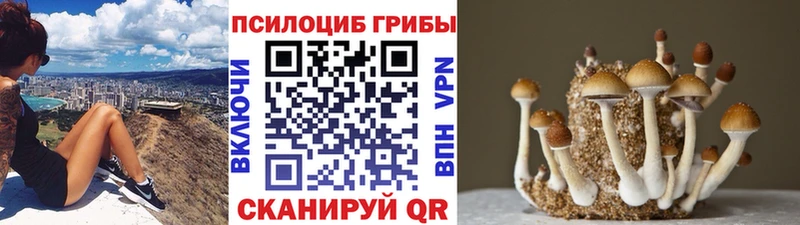 кракен как зайти  Болхов  Псилоцибиновые грибы Psilocybine cubensis 